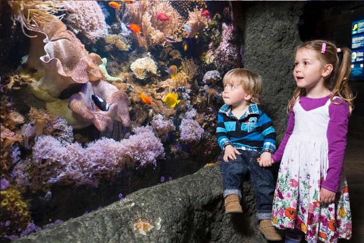 Billet coupe-file Aquarium SeaLife - Munich