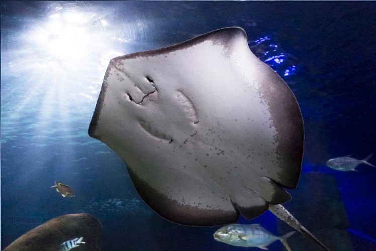Billet coupe-file Aquarium SeaLife - Munich