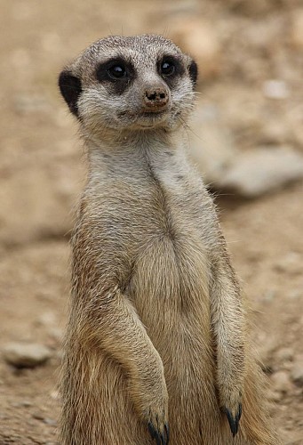Geführte Tour durch den Tropischen Zoologischen Garten