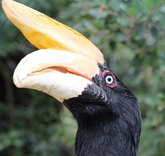 Geführte Tour durch den Tropischen Zoologischen Garten