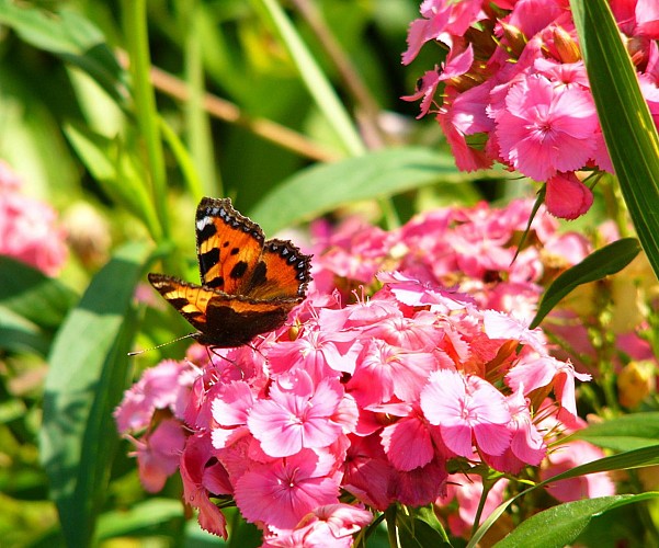 Ausflug nach Giverny und zu Monets Werken am Nachmittag - 13:45 Uhr