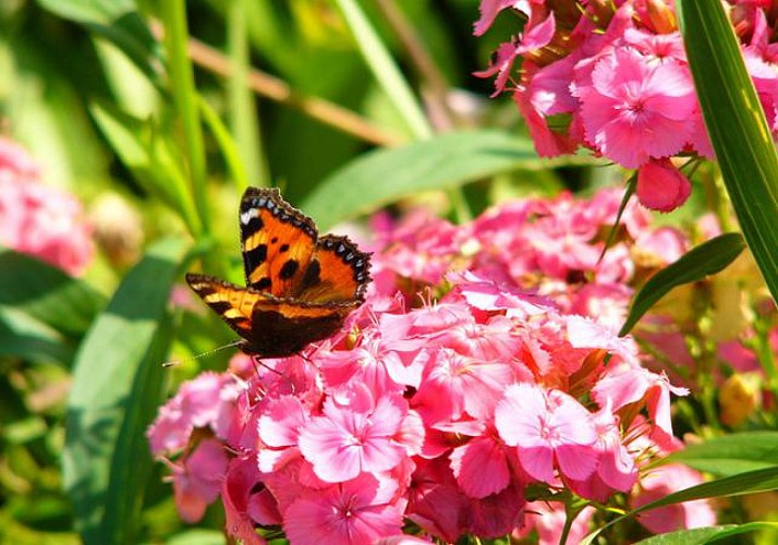 Visit Giverny & Monet's House – Afternoon trip departing at 1:45pm