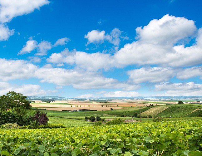 Ausflug nach Reims  in der Champagne