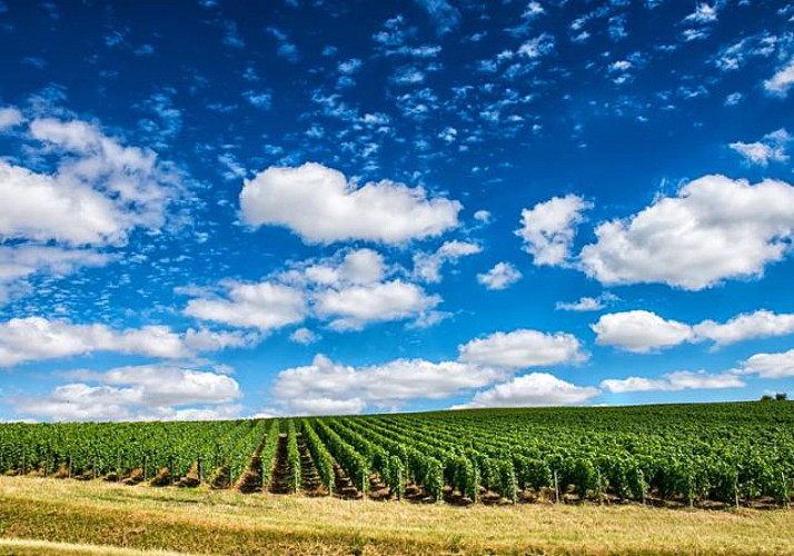 Excursion en Champagne à Reims