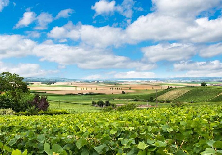 Excursion en Champagne à Reims