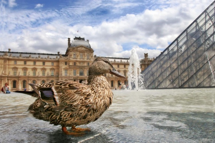Visita del Museo del Louvre, almuerzo en la Torre Eiffel y visita de Notre-Dame - Entrada preferente