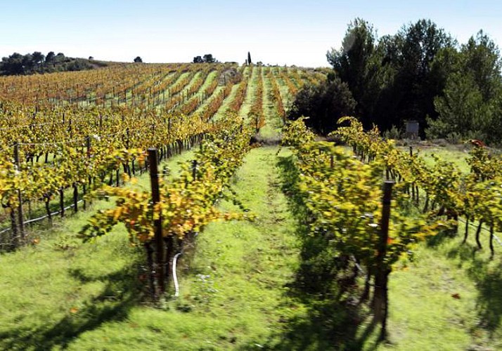 Day Trip to 2 Wine Cellars and the Freixenet Cava Factory