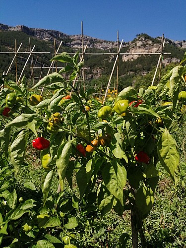 les piments du bout du monde