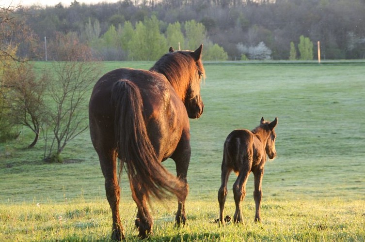 Activite-sportive-Ferme-equestre-du-Conte-SAINT-MICHEL-jument