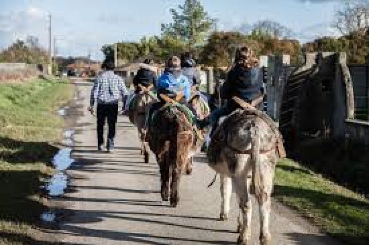 Balade à dos d'ânes