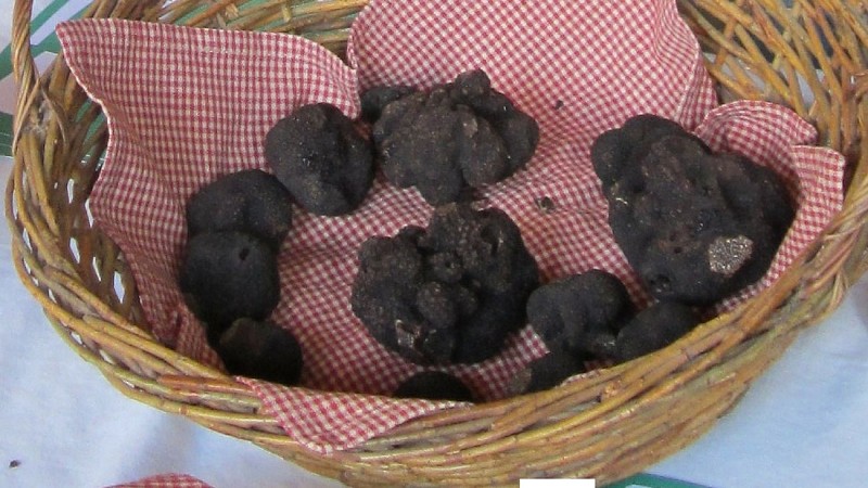 Sirtaqui - Vignobles Dorneau - truffes