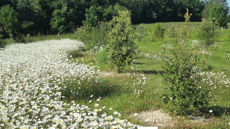 Sirtaqui - Vignobles Dorneau - truffière
