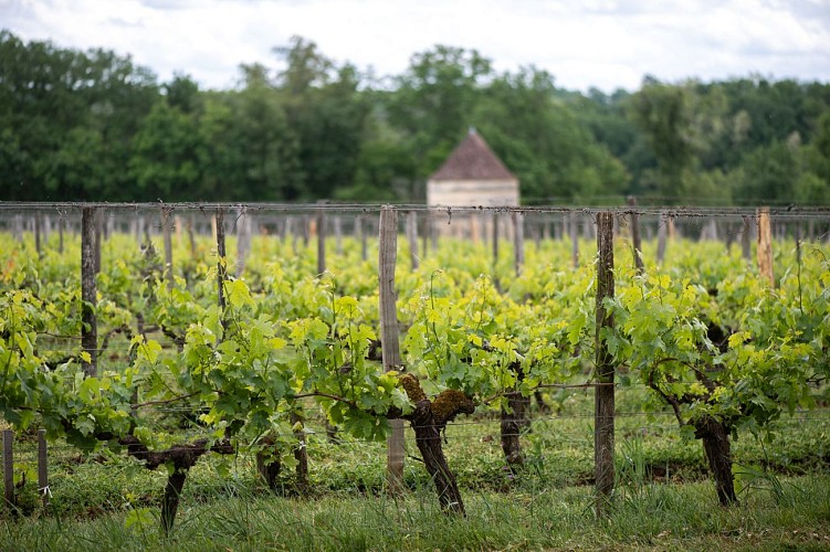 CHATEAU D'AIGUILHE_VIGNES©bricebraastad