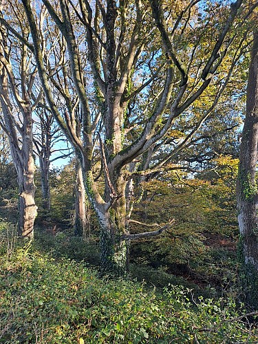 Chemin arboré de Kerjozel