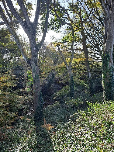 Chemin arboré de Kerjozel