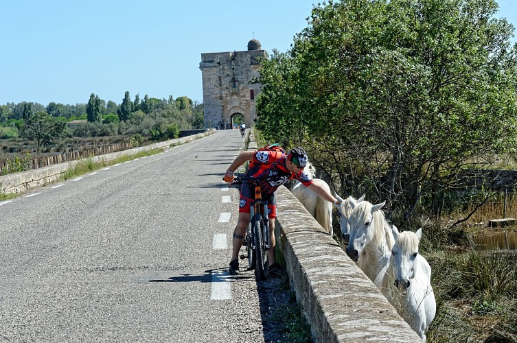 ViaRhôna - Aigues-Mortes > Tour Carbonnière