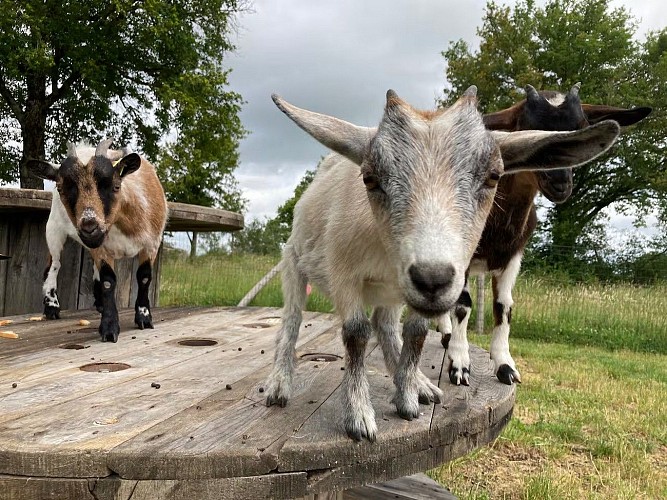 saint-pierre-des-echaubrognes-gite-la-parenthese-a-la-ferme-chevres
