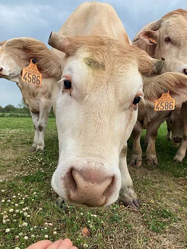saint-pierre-des-echaubrognes-gite-la-parenthese-a-la-ferme-vaches