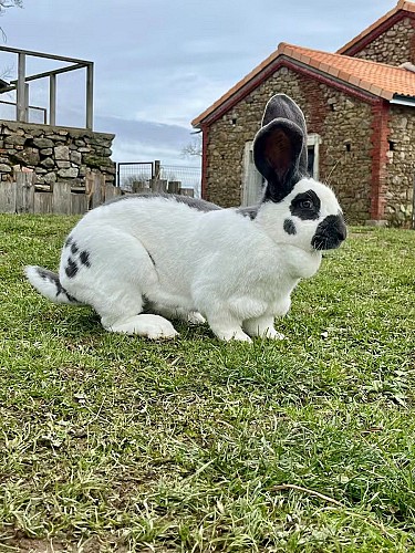 saint-pierre-des-echaubrognes-gite-la-parenthese-a-la-ferme-lapin