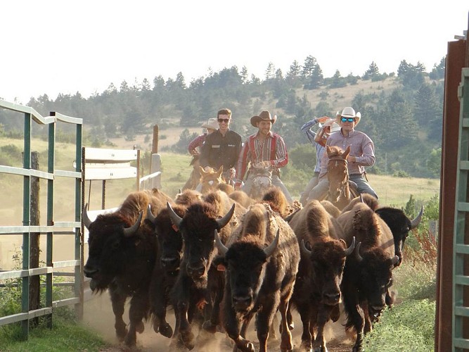 Authentic Cowboys à Randals bison