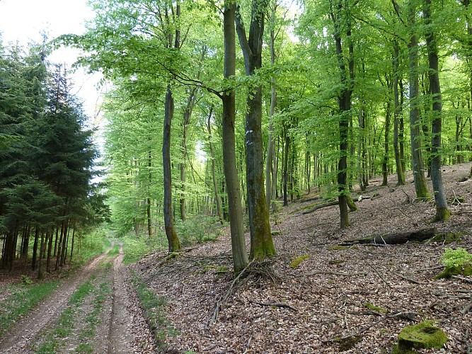 La forêt de Derenbach