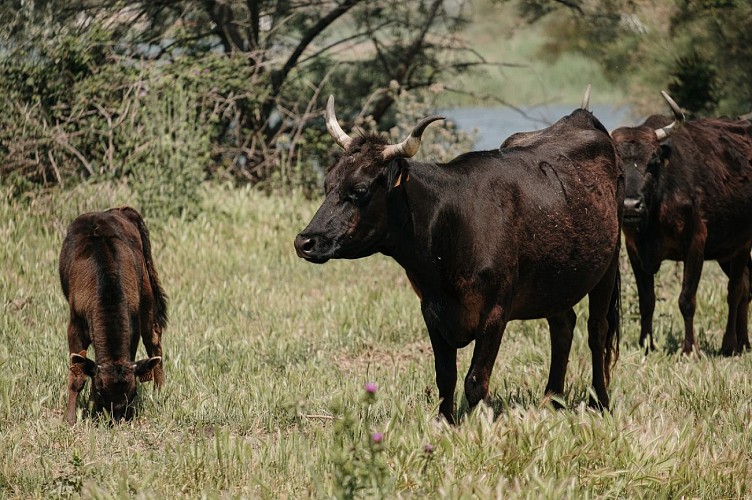 Camargue Autrement 4x4 Safari
