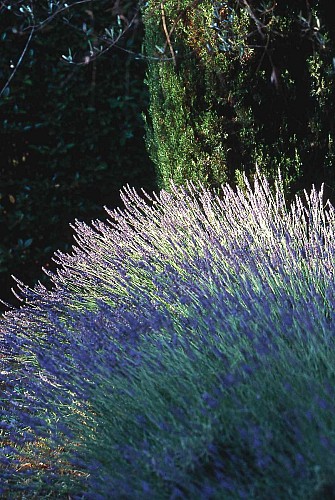 Jardin Parfumé - Fragonard Perfumery