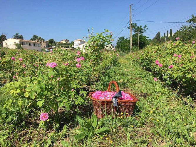 Domaine de Manon