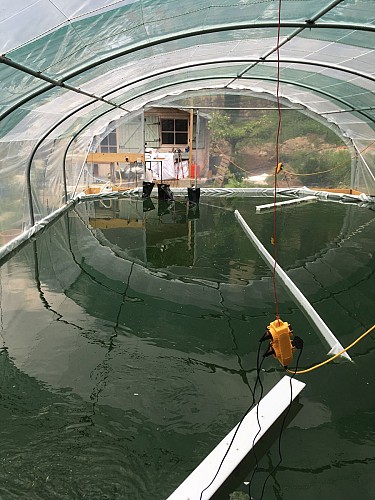 Azur Naturel - Spirulina biologica