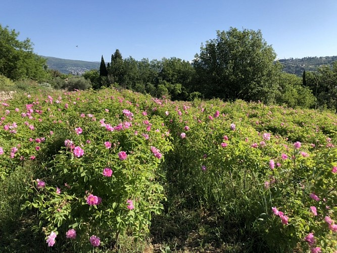 Domaine Terre de Jasmin