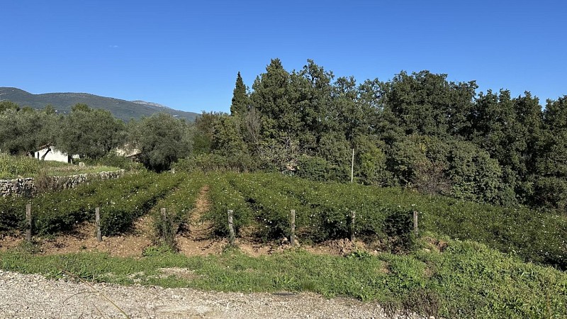 Domaine Terre de Jasmin