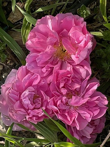 Domaine "La Clef des Roses"