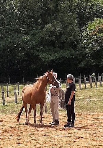 Séance à pied : améliorer la compréhension Homme/Cheval (+12ans)_2