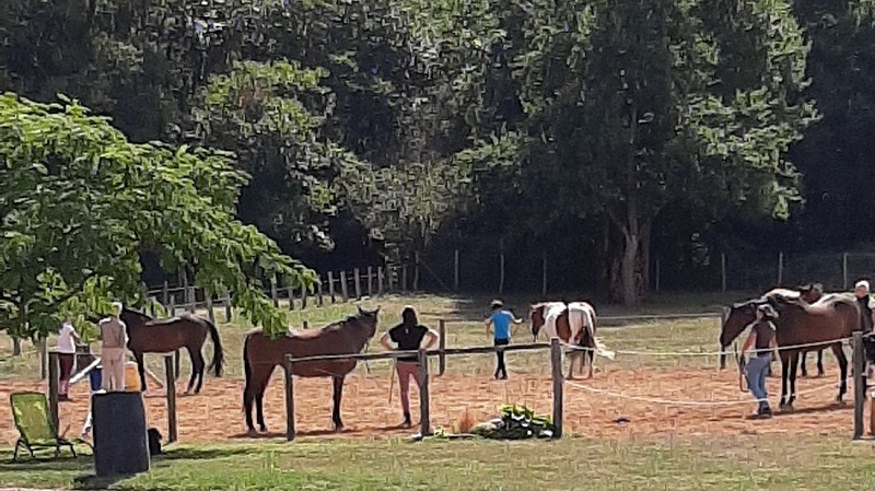 Séance à pied : améliorer la compréhension Homme/Cheval (+12ans)_3