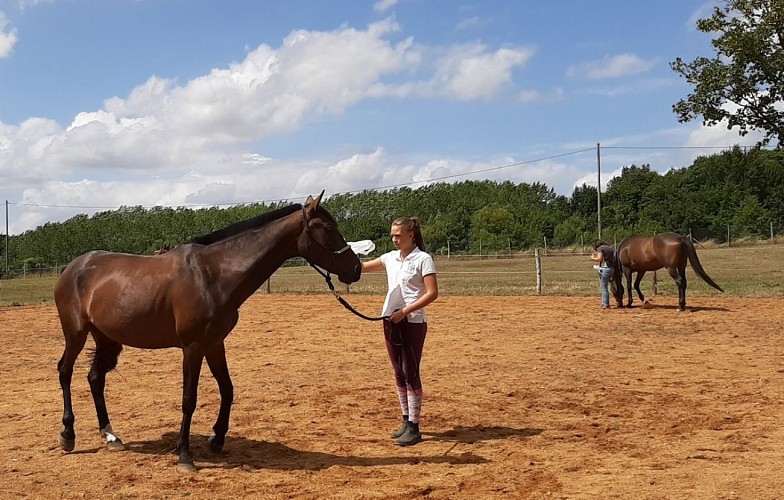 Séance à pied : améliorer la compréhension Homme/Cheval (+12ans)_4