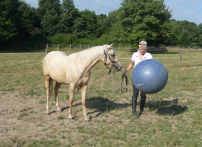 Séance à pied : améliorer la compréhension Homme/Cheval (+12ans)_5
