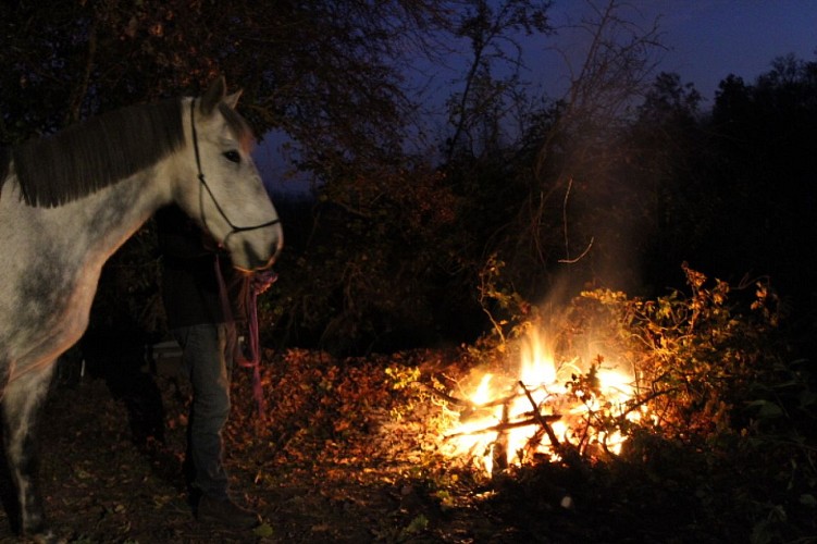 Séance à pied : améliorer la compréhension Homme/Cheval (+12ans)_7