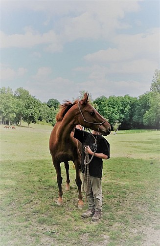 Séance à pied : améliorer la compréhension Homme/Cheval (+12ans)_8