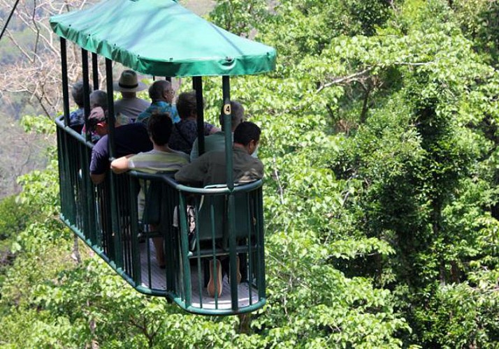 Traversée de la canopée en téléphérique et balade en forêt - Sur la côte Pacifique