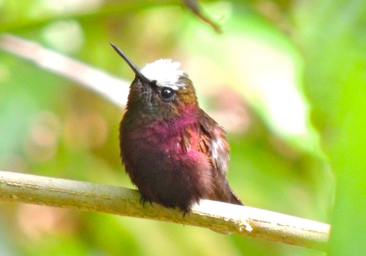 Ultimate Explorer: Cable Car, Zip-line, Suspension Bridge and Rainforest Walk – Near Braulio Carrillo National Park