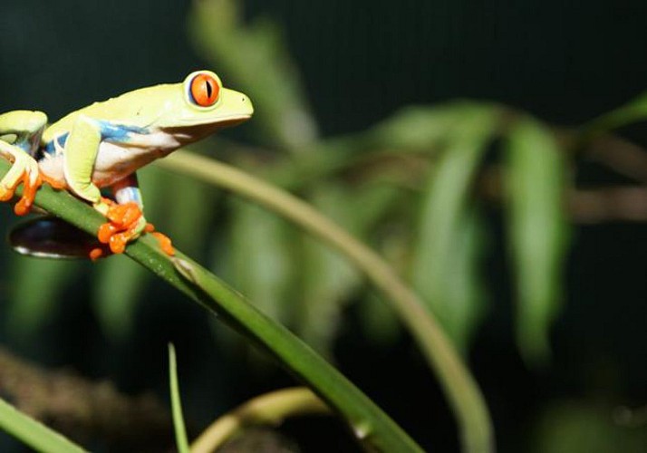 Ultimate explorer : téléphérique, tyroliennes, pont suspendu et balade en forêt - A proximité du Parc national Braulio Carrillo