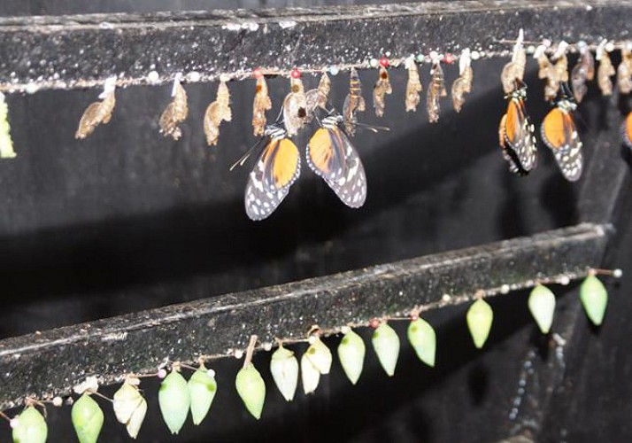 Ultimate explorer : téléphérique, tyroliennes, pont suspendu et balade en forêt - A proximité du Parc national Braulio Carrillo
