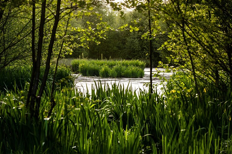 Les iris des marais dans la vallée de l'Aure.