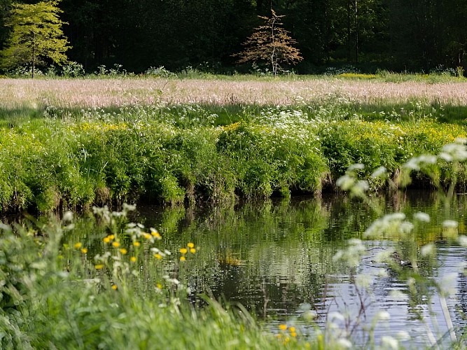 Prairie Vallée de l'Aure Calvados (2)