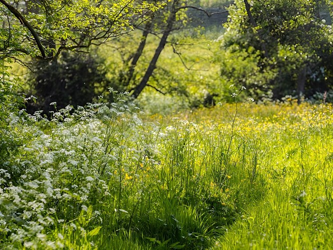 Végétation-à-la-Vallée-de-l'Aure