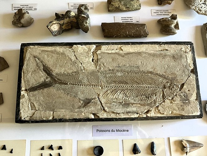 musee minerve_fossile