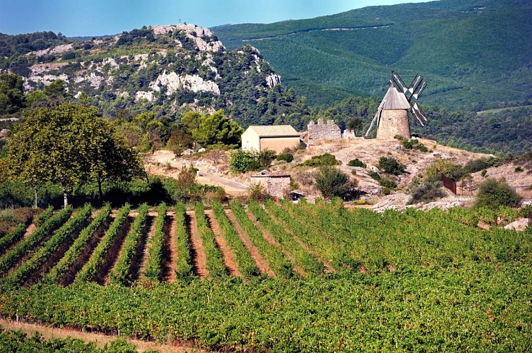 w_20200904_GD_vigne_Saint-Chinian_ch140