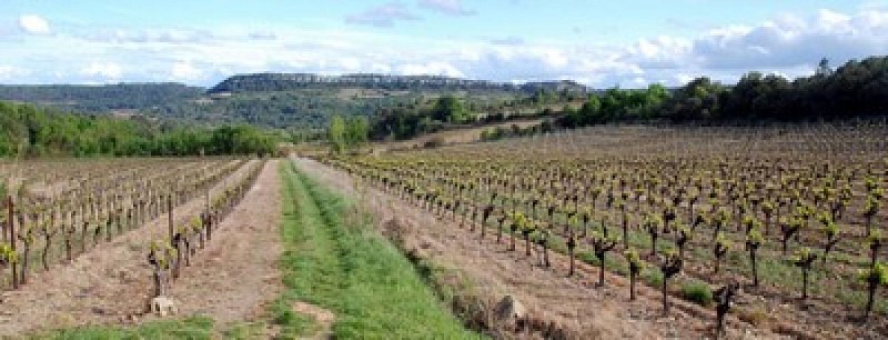 Terroir-4