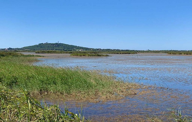 Le Mont Saint-Loup à Agde