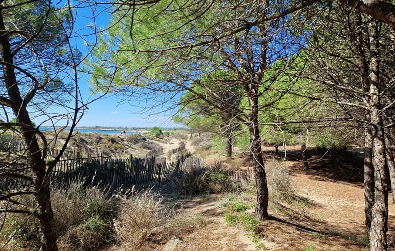 Le bois de la Tamarissière